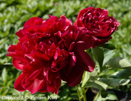 Paeonia lactiflora 'Hei Hai Bo Tao', kiinanpioni